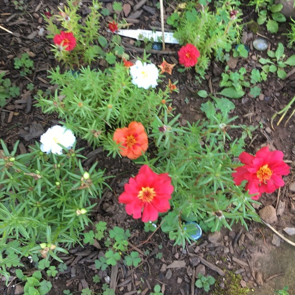 👗Abel the Label Mint Maxi Dress👗 - Picture 5 of 5